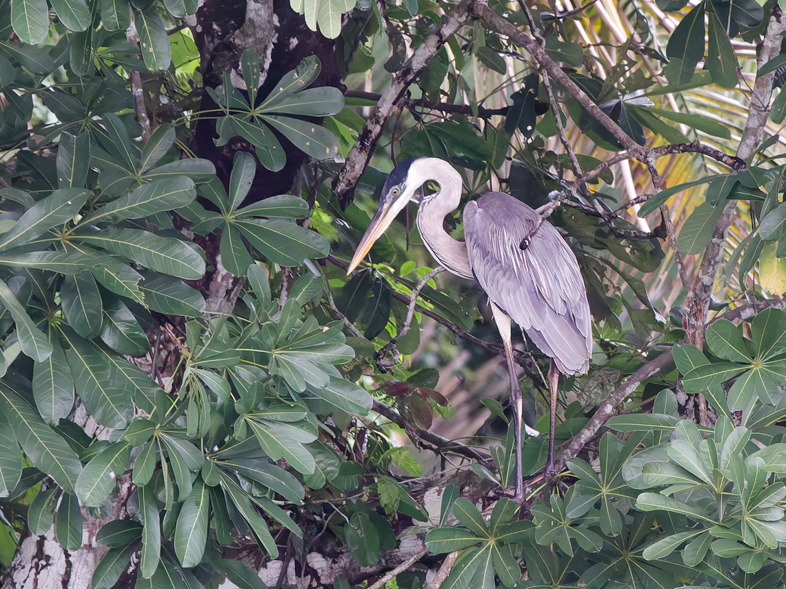 Cocoi Heron  Ardea cocoi,Cocoi Heron,Geotagged,Peru,Spring