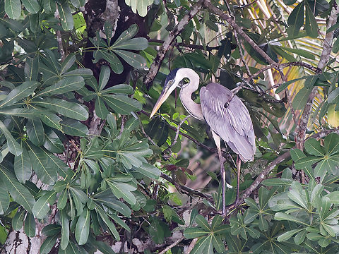 Cocoi Heron  Ardea cocoi,Cocoi Heron,Geotagged,Peru,Spring