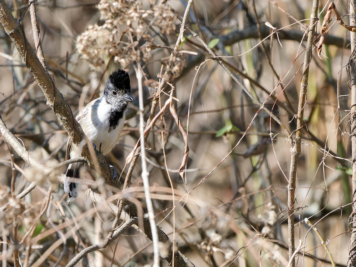 Collared Antshrike For a complete series of mugshots, you also need a profile picture, not just side shots! Collared antshrike,Geotagged,Peru,Spring,Thamnophilus bernardi