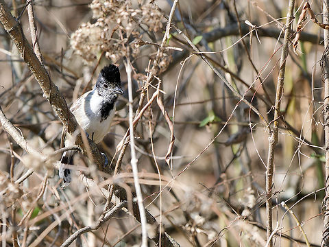 Collared Antshrike For a complete series of mugshots, you also need a profile picture, not just side shots! Collared antshrike,Geotagged,Peru,Spring,Thamnophilus bernardi