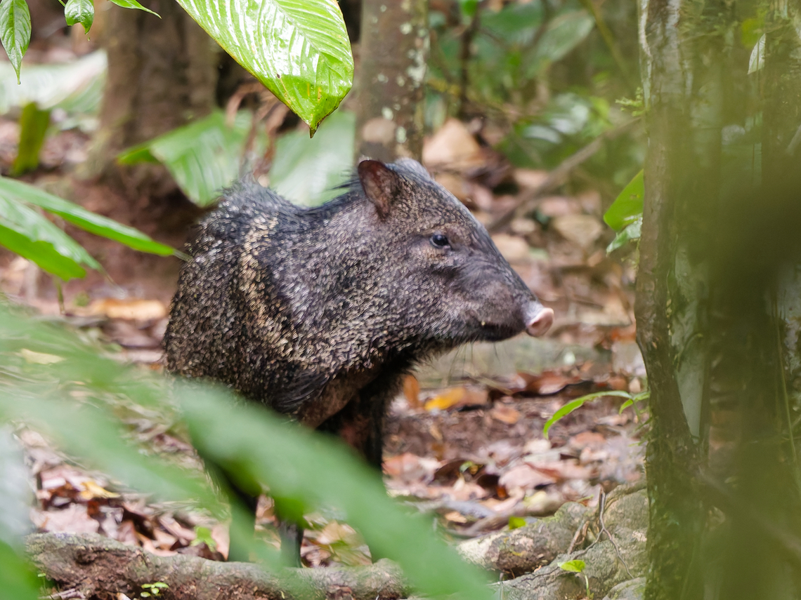 Collared Peccary  Collared peccary,Geotagged,Pecari tajacu,Peru,Spring