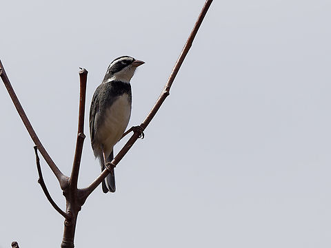 Collared Warbling Finch  Collared warbling finch,Geotagged,Peru,Poospiza hispaniolensis,Spring