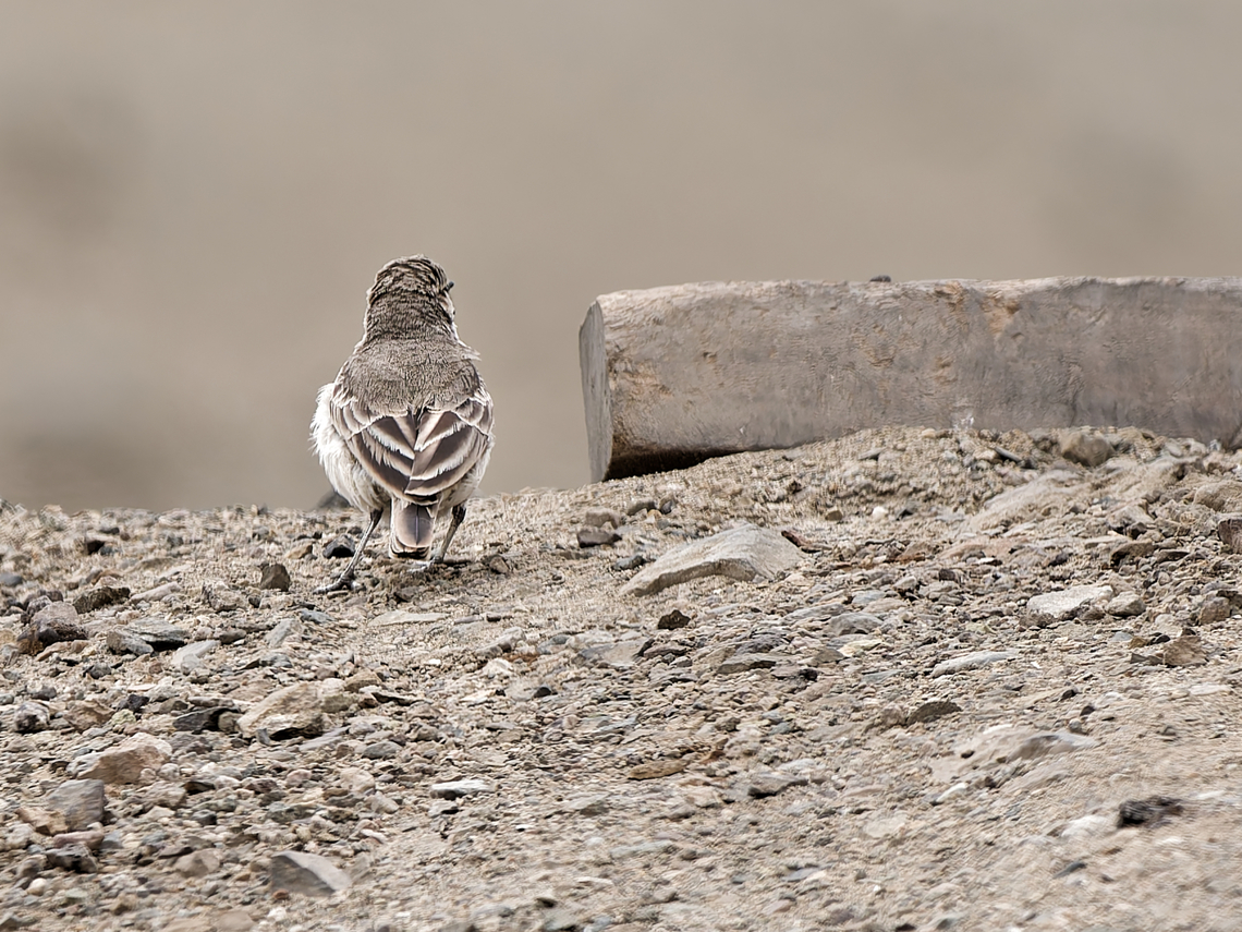 Common_Miner  Common miner,Geositta cunicularia,Geotagged,Peru,Spring