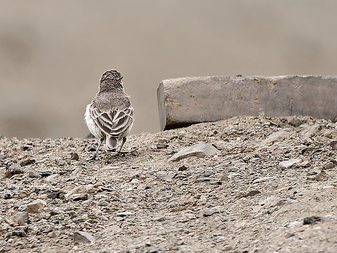 Common_Miner  Common miner,Geositta cunicularia,Geotagged,Peru,Spring