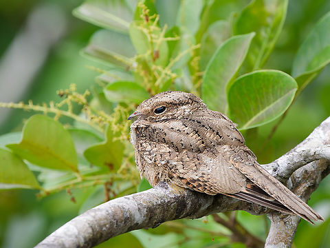 Common Pauraque  Common Pauraque,Geotagged,Nyctidromus albicollis,Peru,Spring