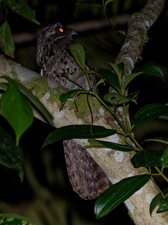 Common Potoo by night with torch &amp; flash, eyes corrected Common Pootoo,Geotagged,Nyctibius griseus,Peru,Spring