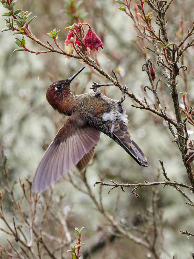 Coppery Metaltail  Coppery metaltail,Geotagged,Metallura theresiae,Peru,Spring