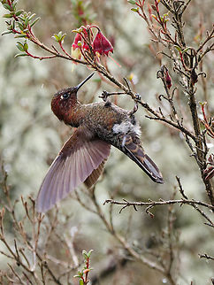 Coppery Metaltail  Coppery metaltail,Geotagged,Metallura theresiae,Peru,Spring
