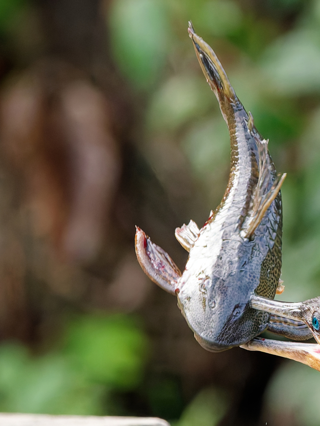 Pseudorinelepis genibarbis Fish using a Cormorant to get out of the water Geotagged,Peru,Pineapple pleco,Pseudorinelepis genibarbis,Spring