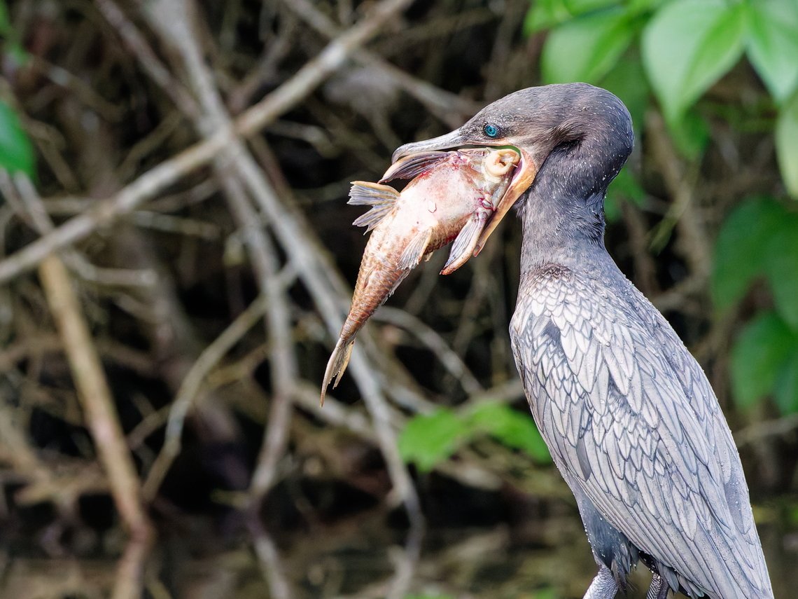 Cormorant Fisch seemingly some trouble to fit the prey into the opening for food intake. Our offer of help was rejected. Geotagged,Neotropic cormorant,Peru,Phalacrocorax brasilianus,Spring