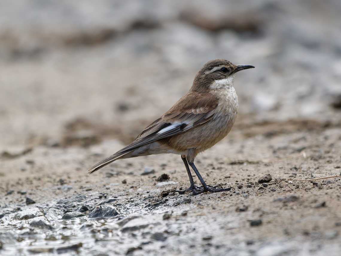 Cream-winged Cinclodes  Cinclodes albiventris,Cream-winged cinclodes,Geotagged,Peru,Spring