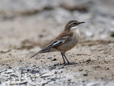 Cream-winged Cinclodes  Cinclodes albiventris,Cream-winged cinclodes,Geotagged,Peru,Spring