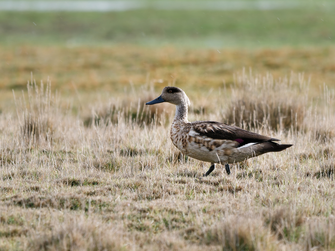 Crested Duck  Crested duck,Geotagged,Lophonetta specularioides,Peru,Spring