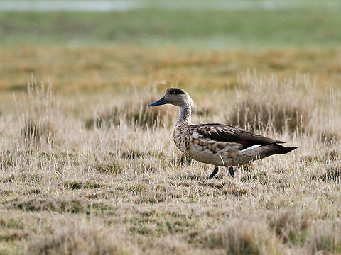 Crested Duck  Crested duck,Geotagged,Lophonetta specularioides,Peru,Spring