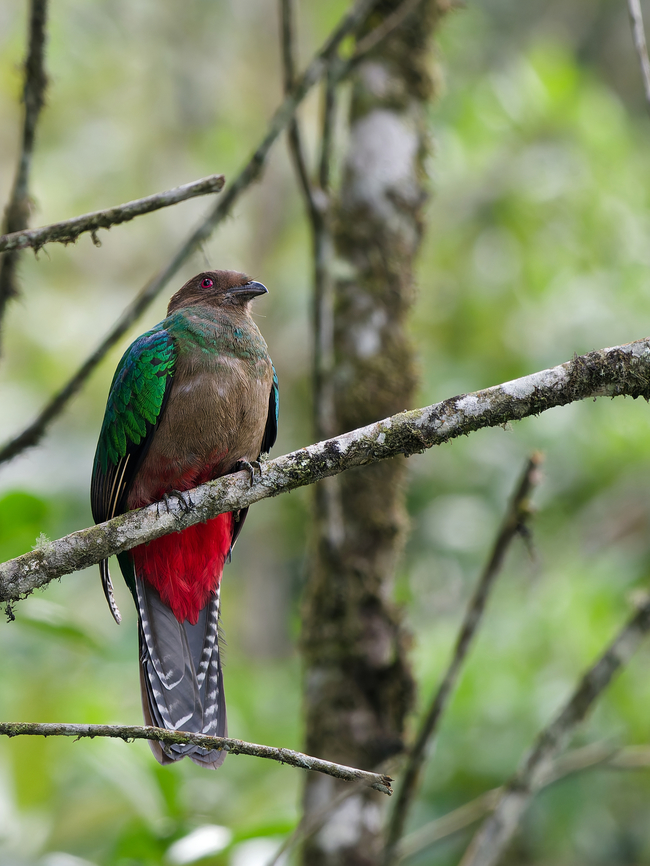 Crested Quetzal the missing and asked for female Crested quetzal,Geotagged,Peru,Pharomachrus antisianus,Spring