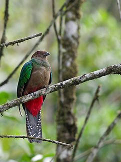 Crested Quetzal the missing and asked for female Crested quetzal,Geotagged,Peru,Pharomachrus antisianus,Spring