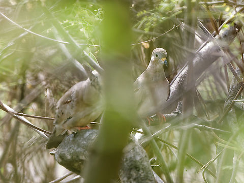 Croaking Ground Dove couple hiding from the uninvited visitors Columbina cruziana,Croaking ground dove,Geotagged,Peru,Spring