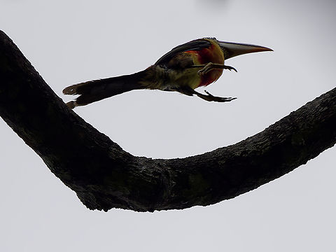 Curl-crested Aracari  Curl-crested aracari,Geotagged,Peru,Pteroglossus beauharnaisii,Spring