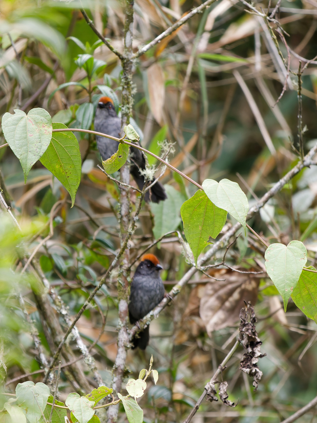 Cuzco Brushfinch  Atlapetes canigenis,Cuzco brushfinch,Endemic species,Geotagged,Peru,Spring