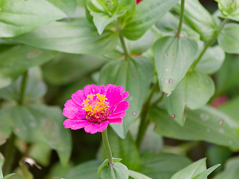 Zinnia elegans Flora  Elegant Zinnia,Geotagged,Peru,Spring,Zinnia elegans