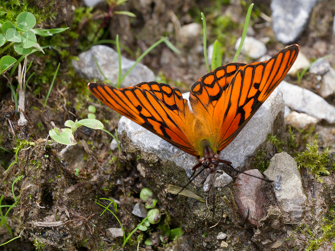 Dione glycera  Andean silverspot,Dione glycera,Geotagged,Peru,Spring