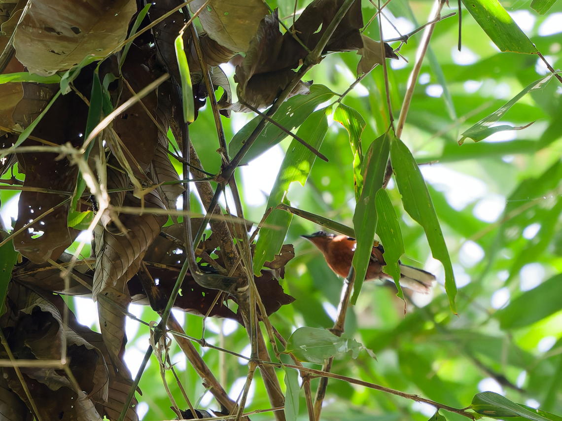 Dot-winged Antwren  Dot-winged Antwren,Geotagged,Microrhopias quixensis,Peru,Spring