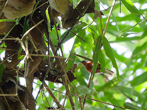 Dot-winged Antwren  Dot-winged Antwren,Geotagged,Microrhopias quixensis,Peru,Spring