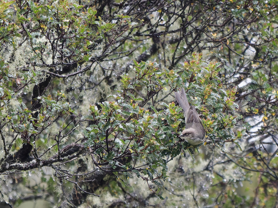 Drab Hemispingus  Drab hemispingus,Geotagged,Peru,Pseudospingus xanthophthalmus,Spring