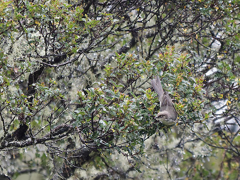 Drab Hemispingus  Drab hemispingus,Geotagged,Peru,Pseudospingus xanthophthalmus,Spring