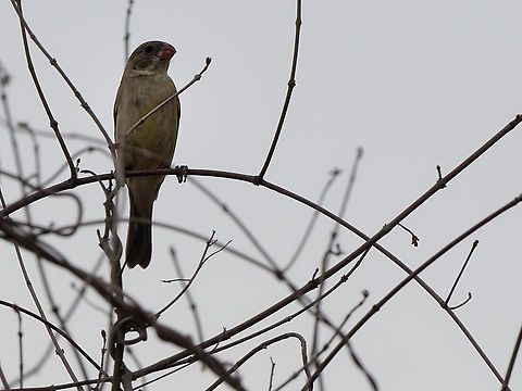 Drab Seedeater  Drab seedeater,Geotagged,Peru,Sporophila simplex,Spring