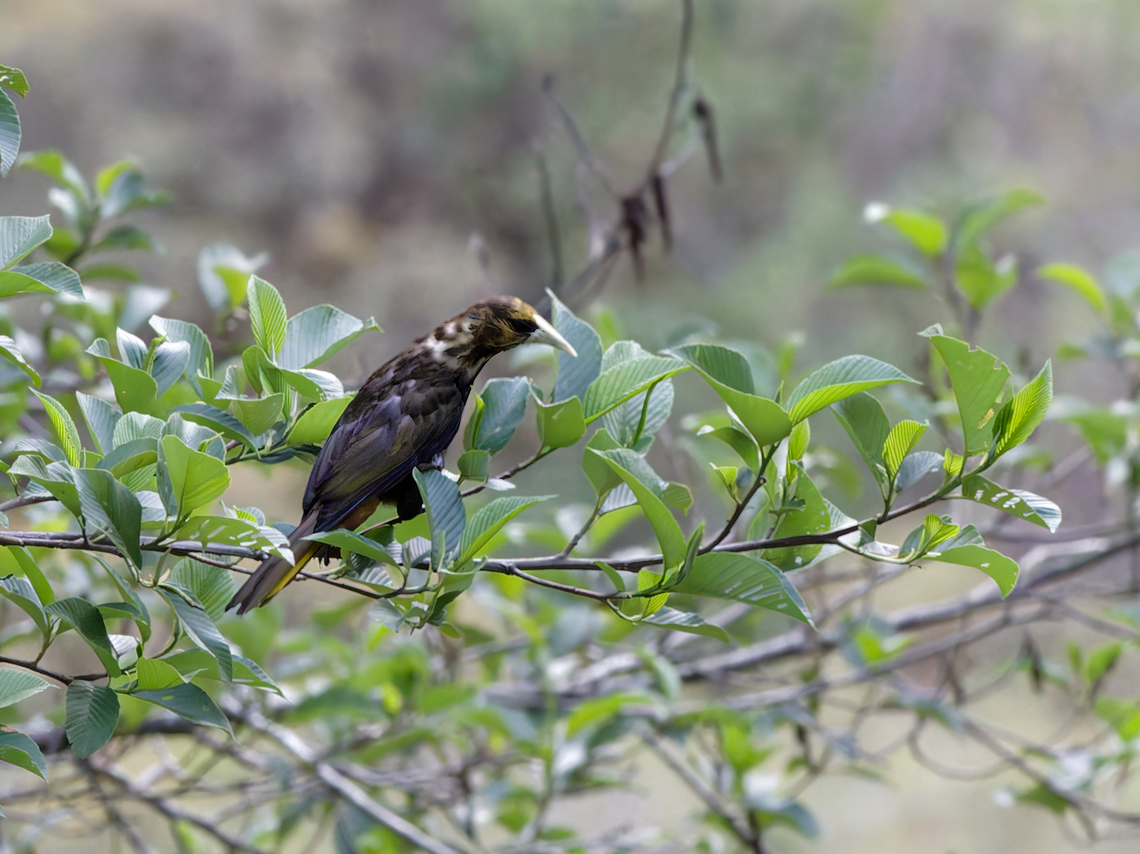 Dusky-green Oropendola molting Dusky-green oropendola,Geotagged,Peru,Psarocolius atrovirens,Spring
