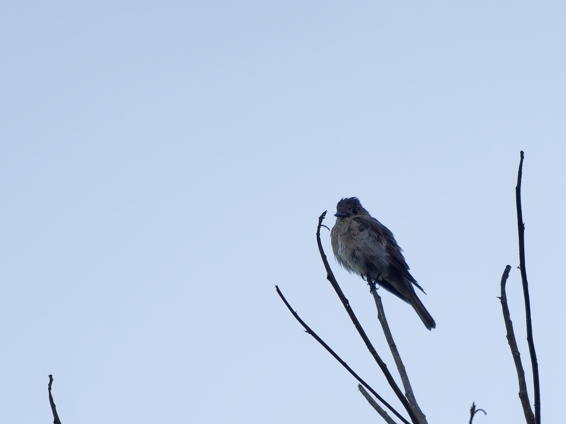 Eastern Wood-Pewee  Contopus virens,Eastern Wood Pewee,Geotagged,Peru,Spring
