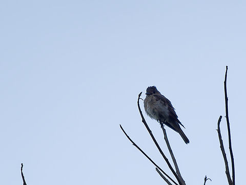 Eastern Wood-Pewee  Contopus virens,Eastern Wood Pewee,Geotagged,Peru,Spring