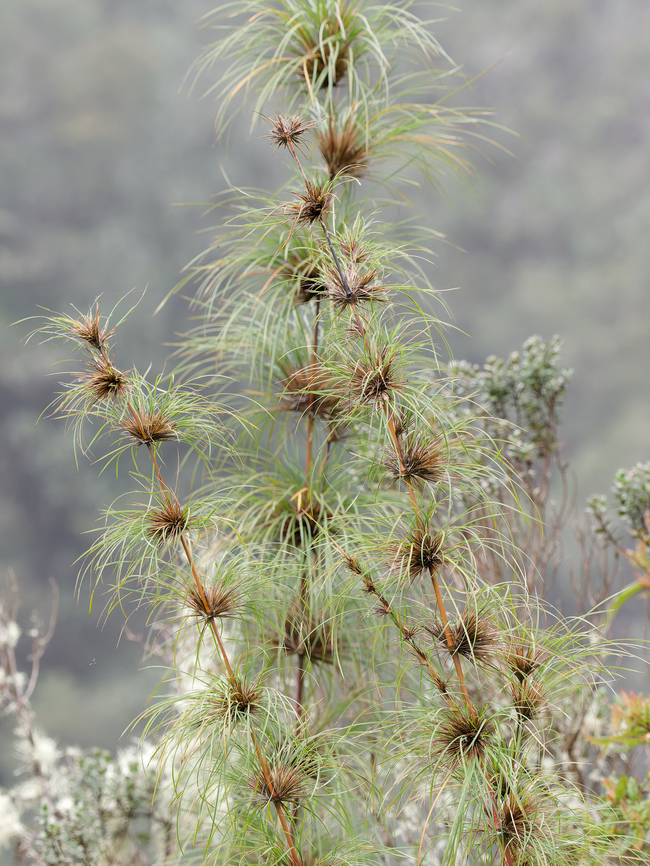 Cyperus papyrus Flora  Cyperus papyrus,Geotagged,Papyrus sedge,Peru,Spring