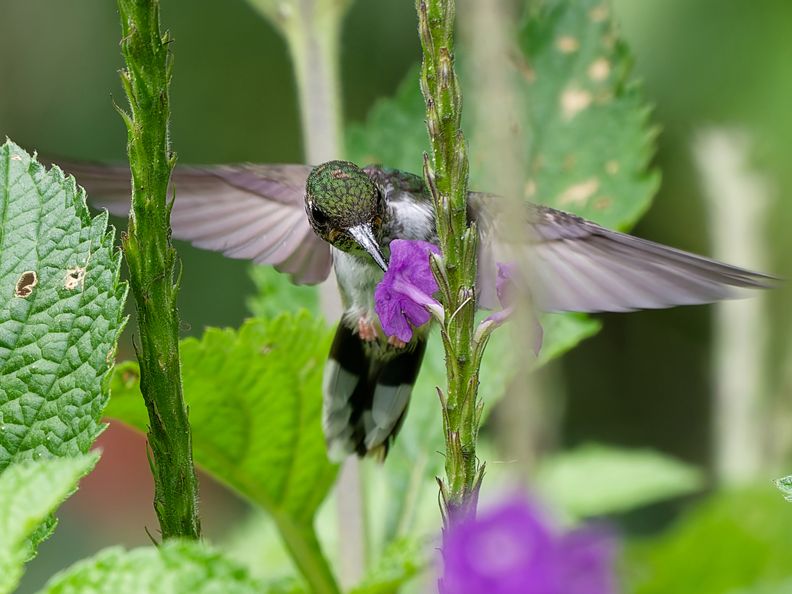 Ecuadorian Piedtail  Ecuadorian piedtail,Geotagged,Peru,Phlogophilus hemileucurus,Spring