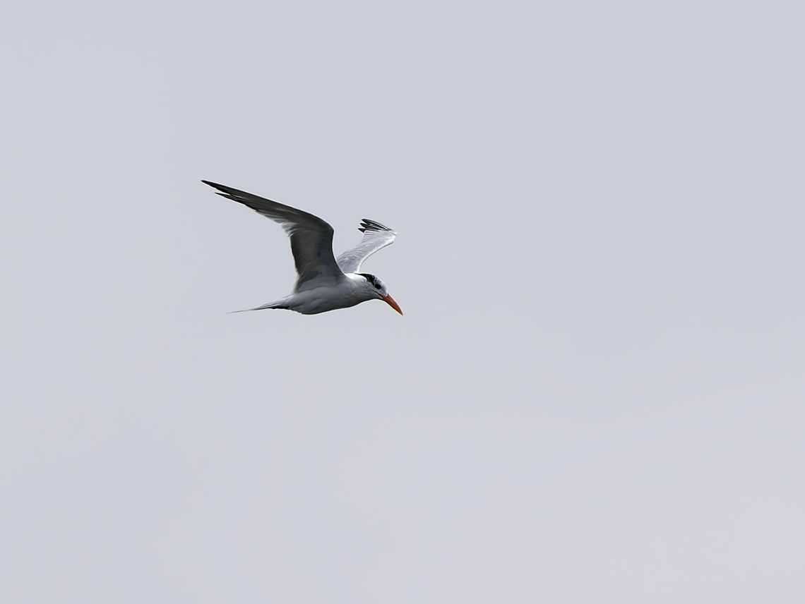 Elegant Tern  Elegant tern,Geotagged,Peru,Spring,Thalasseus elegans