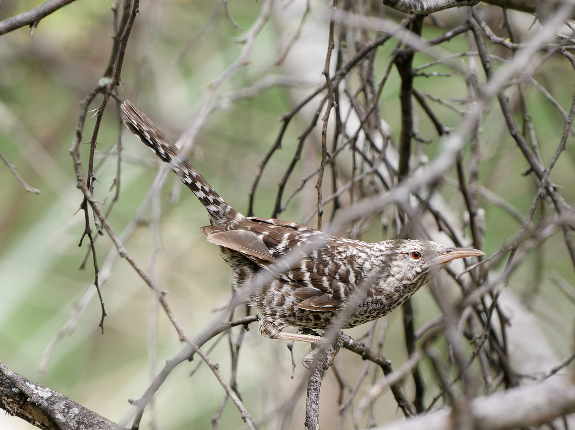 Fasciated Wren  Campylorhynchus fasciatus,Fasciated wren,Geotagged,Peru,Spring