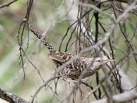 Fasciated wren
