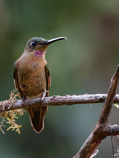 Fawn-breasted Brilliant  Fawn-breasted brilliant,Geotagged,Heliodoxa rubinoides,Peru,Spring