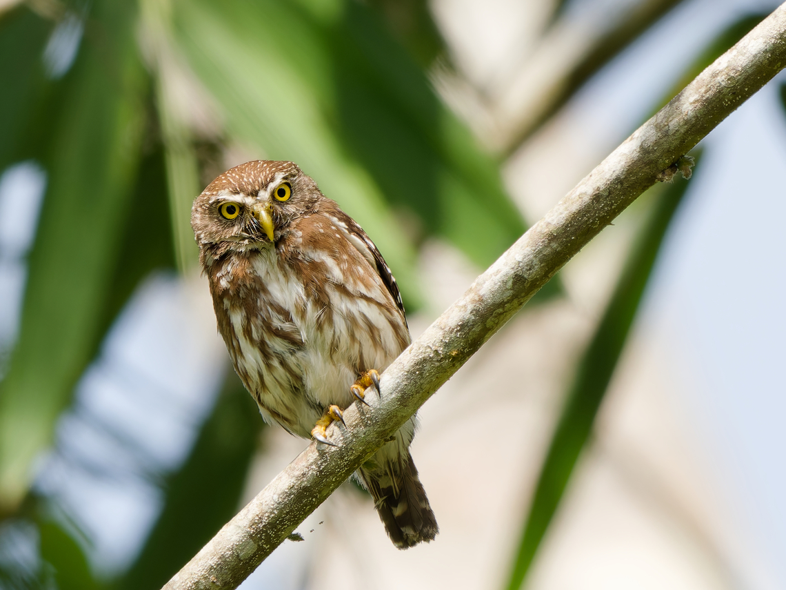 Ferruginous Pygmy-Owl  Ferruginous pygmy owl,Geotagged,Glaucidium brasilianum,Peru,Spring