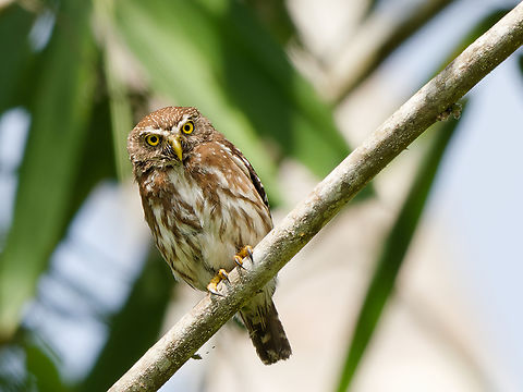 Ferruginous Pygmy-Owl  Ferruginous pygmy owl,Geotagged,Glaucidium brasilianum,Peru,Spring