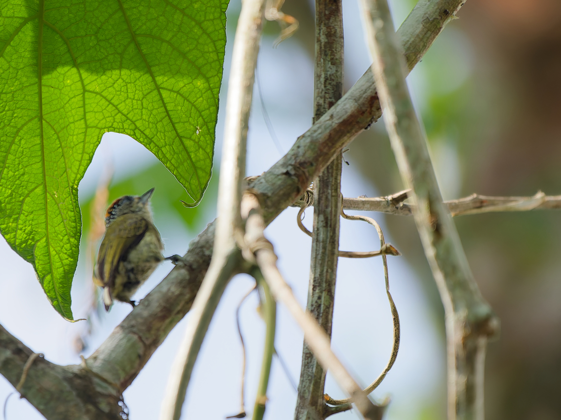 Fine-barred Piculet  Fine-barred piculet,Geotagged,Peru,Picumnus subtilis,Spring