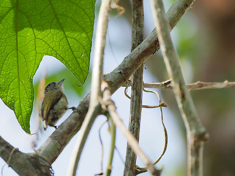 Fine-barred Piculet  Fine-barred piculet,Geotagged,Peru,Picumnus subtilis,Spring