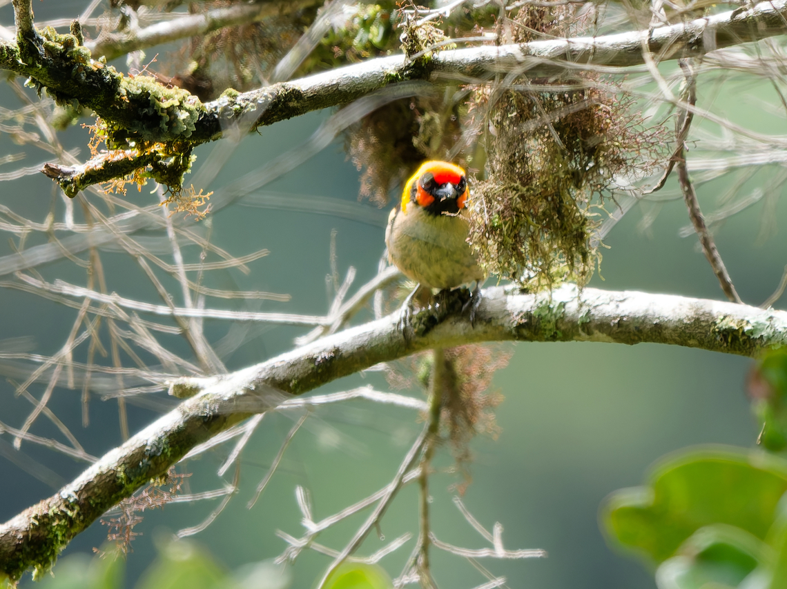 Flame-faced Tanager  Flame-faced tanager,Geotagged,Peru,Spring,Tangara parzudakii