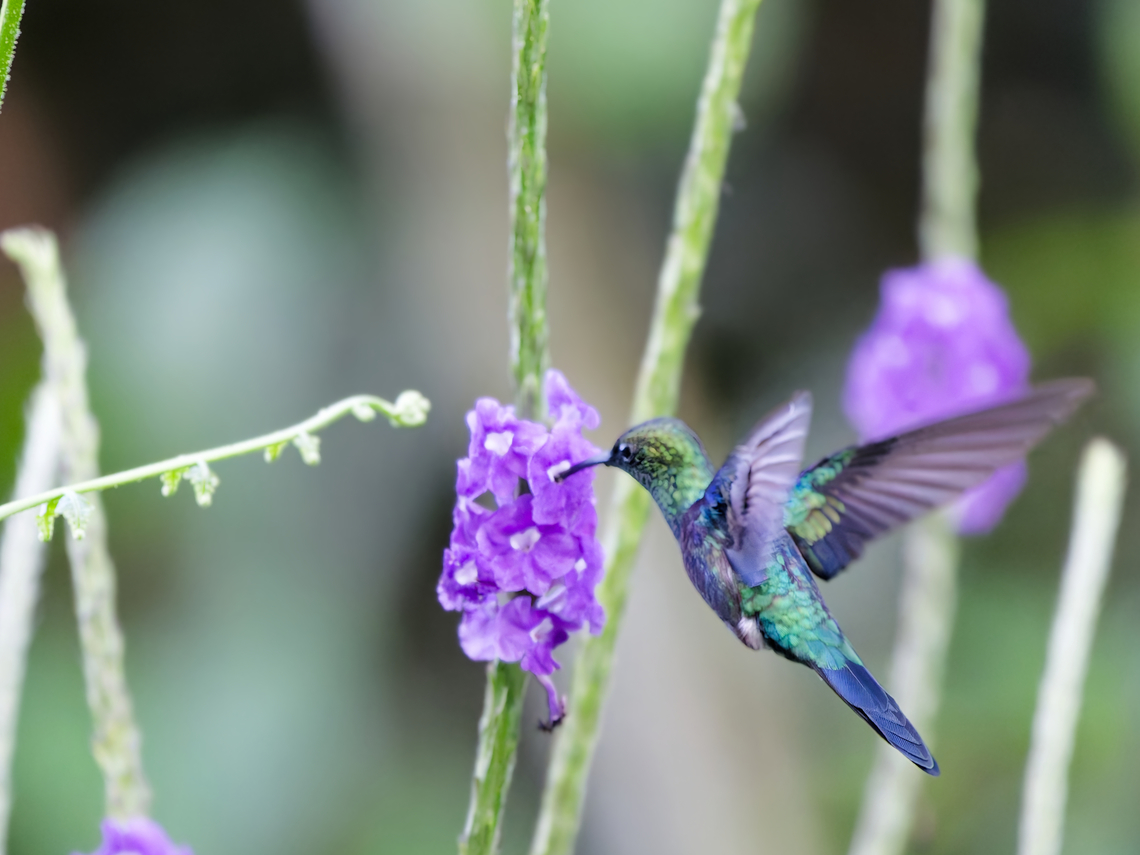 Fork-tailed Woodnymph  Fork-tailed woodnymph,Geotagged,Peru,Spring,Thalurania furcata