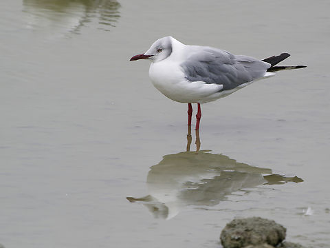 Franklin's Gull  Franklin's gull,Geotagged,Leucophaeus pipixcan,Peru,Spring