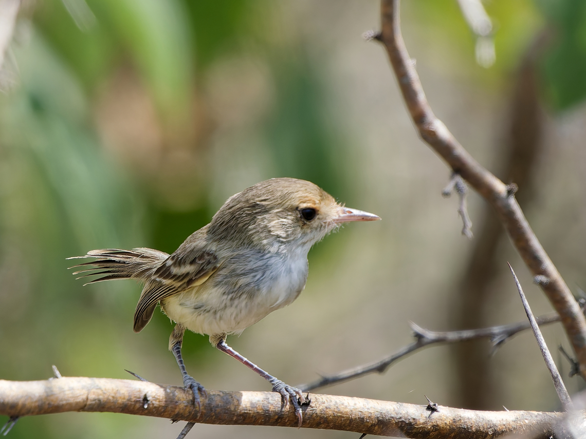 Fulvous-faced Scrub-Tyrant  Euscarthmus fulviceps,Fulvous-faced Scrub-Tyrant,Geotagged,Peru,Spring