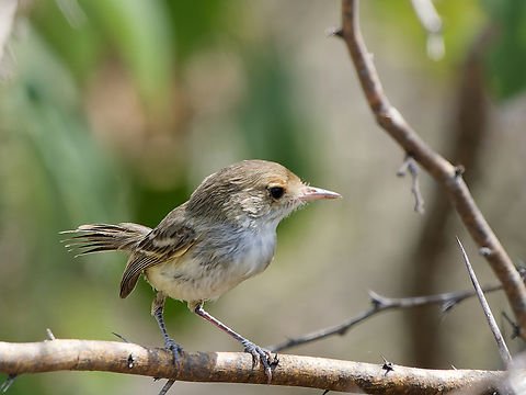 Fulvous-faced Scrub-Tyrant  Euscarthmus fulviceps,Fulvous-faced Scrub-Tyrant,Geotagged,Peru,Spring