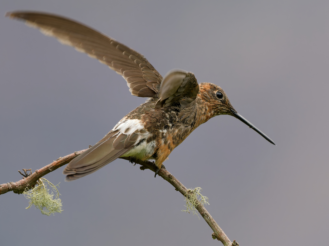 Giant Hummingbird  Geotagged,Giant Hummingbird,Patagona gigas,Peru,Spring