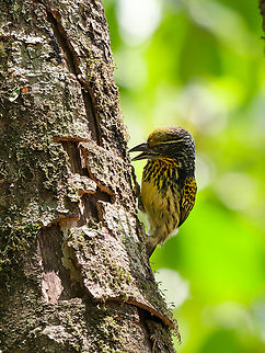 Gilded Barbet  Capito auratus,Geotagged,Peru,Spring,gilded barbet